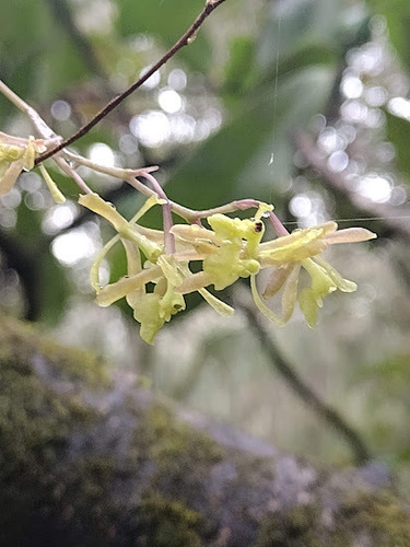 Epidendrum conopseum image