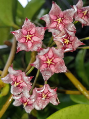Hoya pubicalyx