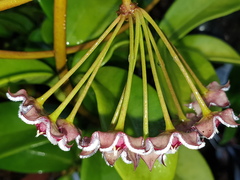 Hoya pubicalyx