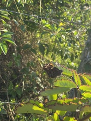 Thorybes dorantes galapagensis