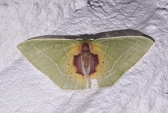 Nemoria astraea