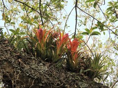 Aechmea recurvata