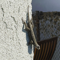 Sceloporus occidentalis