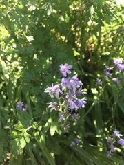 Hyacinthoides non-scripta