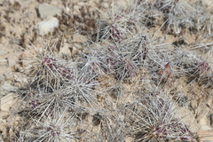 Grusonia grahamii