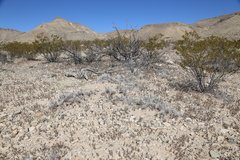 Grusonia grahamii