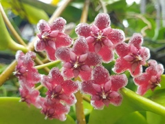 Hoya pubicalyx