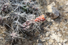 Grusonia grahamii
