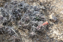 Grusonia grahamii