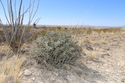 Image of Guadalupe Mountain Necklacepod (Dermatophyllum gypsophilum) by (c) Reid Hardin, some rights reserved (CC BY)
