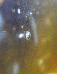 Ostracoda