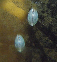 Ostracoda
