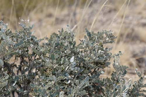 Image of Dermatophyllum gypsophilum by (c) Reid Hardin, some rights reserved (CC BY)