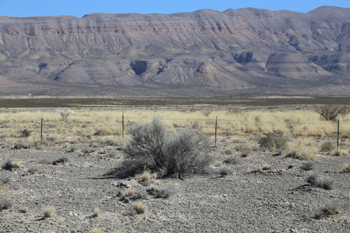 Image of Lepidospartum burgessii by (c) Reid Hardin, some rights reserved (CC BY)