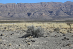 Lepidospartum burgessii