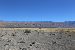 Lepidospartum burgessii