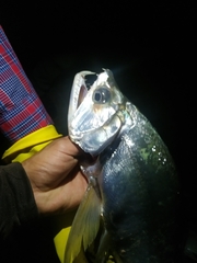 Hydrolycus