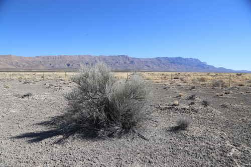 Image of Gypsum Scalebroom (Lepidospartum burgessii) by (c) Reid Hardin, some rights reserved (CC BY)