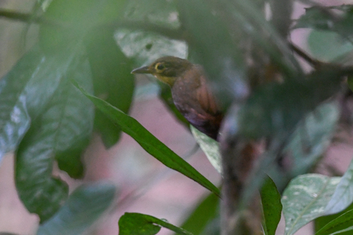Chiriqui Foliage-gleaner (Automolus exsertus), photo 10