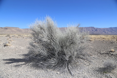 Lepidospartum burgessii