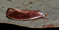 Cryptophasa citrinopa
