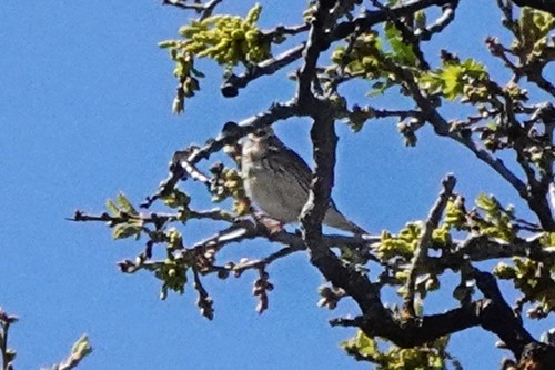 iNaturalist observation photo of Savannah Sparrow
