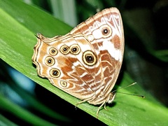 Ptychandra lorquinii