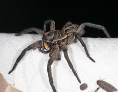 Tasmanicosa godeffroyi