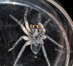 Tasmanicosa godeffroyi