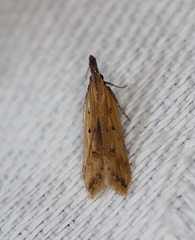 Mesophleps