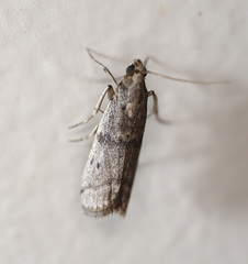 Cadra reniformis