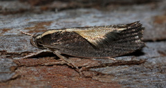Archaereta dorsivittella