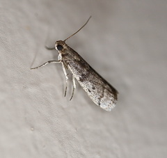 Cadra reniformis