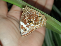 Ptychandra lorquinii