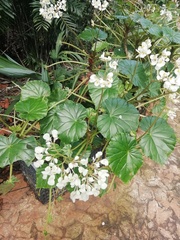 Tracheophyta