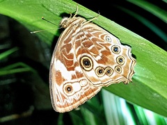 Ptychandra lorquinii