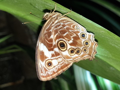 Ptychandra lorquinii