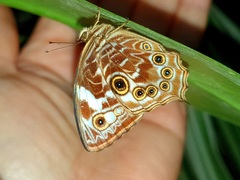 Ptychandra lorquinii