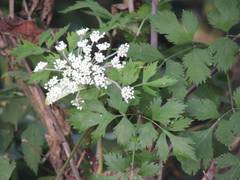 Ostericum grosseserratum