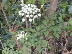 Ostericum grosseserratum