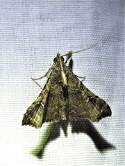 Palthis asopialis