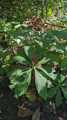 Aphelandra lingua-bovis image