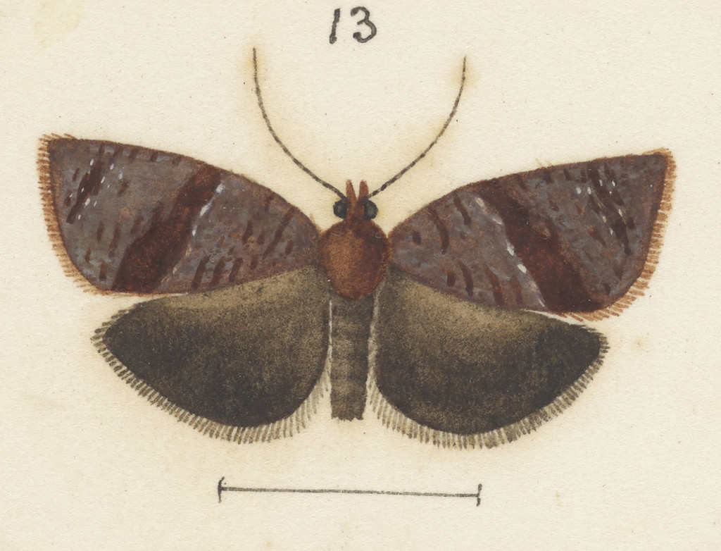 Epichorista eribola