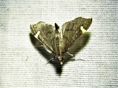 Deuterophysa albilunalis
