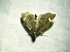 Deuterophysa albilunalis