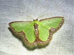 Synchlora expulsata