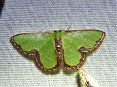 Synchlora expulsata