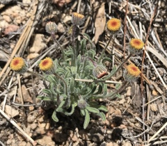 Erigeron aphanactis congestus