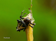 Verrucosa meridionalis