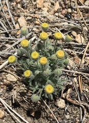 Erigeron aphanactis congestus